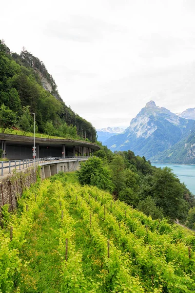 Ελβετία, Axenstrasse - δρόμος κατά μήκος της ακτής της λίμνης Firwaldstt Lake Lucerne — Φωτογραφία Αρχείου