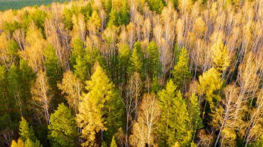Peschanoye Gölü (Sandy). Günbatımında karışık ormanın üzerinde uçmak. Yekaterinburg çevresi. Ural, Rusya, Hava Görüntüsü  