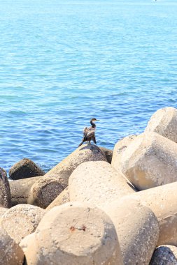Venedik, İtalya. Karabatak dalgakıranda kanatları kurutur.
