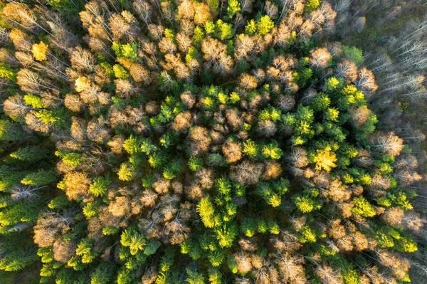 从上面看头顶上的一枪秋天落日时分在混合的森林上空飞行 俄罗斯乌拉尔 — 图库照片