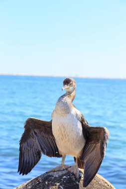 Venedik, İtalya. Karabatak dalgakıranda kanatları kurutur.
