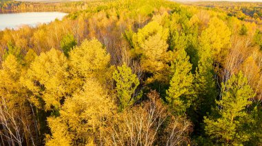 Günbatımında karışık ormanın üzerinde uçmak. Yekaterinburg çevresi. Ural, Rusya, Hava Görüntüsü  