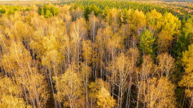 Günbatımında karışık ormanın üzerinde uçmak. Yekaterinburg çevresi. Ural, Rusya, Hava Görüntüsü  