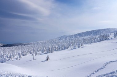 Yamagata, Japonya'da Mt.Zao kar canavarlar. ZAO Tohoku'nın en büyük kayak merkezlerinden biridir. Onun ağaçlar buz, kış aylarında kar canavarlar, olma sırlı vardır.