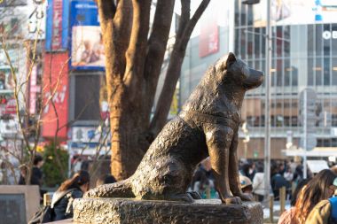 Hachiko anıt heykel Shibuya içinde Tokyo. Hachiko, ünlü sadık Akita köpek onurlandıran bronz heykel.