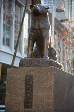 Hachiko anıt heykel Shibuya içinde Tokyo. Hachiko, ünlü sadık Akita köpek onurlandıran bronz heykel.