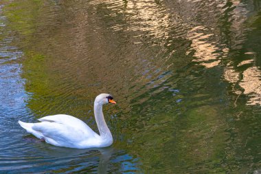 Kurashiki Bikan Tarihi Bölgesi 'nin hendeğinde yüzen vahşi kuğu. Okayama, Japonya