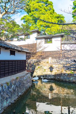 Kurashiki Bikan Tarihi Bölgesi 'nin hendeğinde yüzen vahşi kuğu. Okayama, Japonya