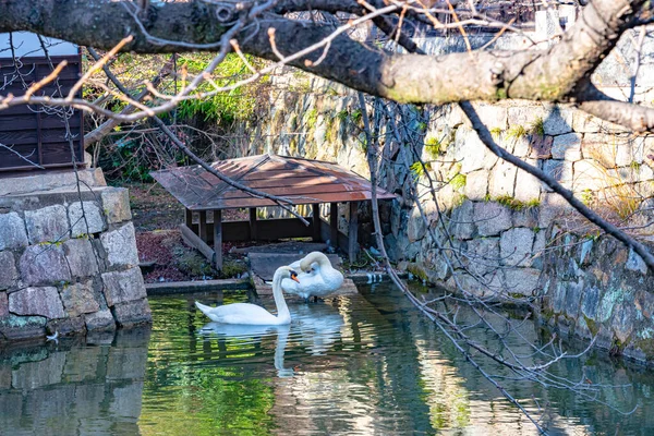 Wilde Schwäne, die im Wassergraben des historischen Viertels Kurashiki Bikan schwimmen. okayama, japan — Stockfoto