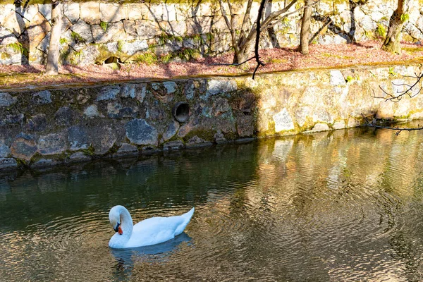 Дикий лебедь плавает в рве исторического квартала Курасики Бикан. Окаяма, Япония — стоковое фото