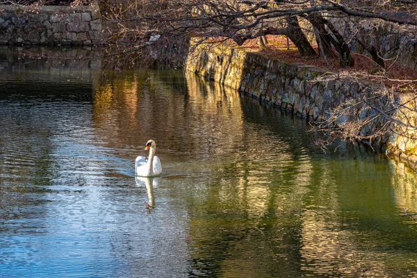 Wilde Schwäne, die im Wassergraben des historischen Viertels Kurashiki Bikan schwimmen. okayama, japan — Stockfoto