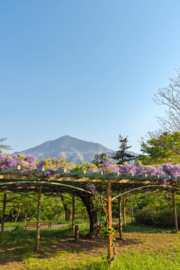 Buko Dağı 'nın ya da Buko-zan Dağı' nın güzel bir çiçek açmış pembe Wisteria çiçekleri ilkbahar güneşli gününde sarmaşık çiçekleri, Chichibu şehri, Saitama Bölgesi, Japonya