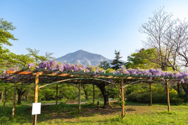 Buko Dağı 'nın ya da Buko-zan Dağı' nın güzel bir çiçek açmış pembe Wisteria çiçekleri ilkbahar güneşli gününde sarmaşık çiçekleri, Chichibu şehri, Saitama Bölgesi, Japonya