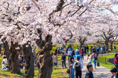 Goryokaku yıldız kalesi parkı ilkbaharda kiraz çiçekleri tam çiçek mevsimi açık mavi gökyüzü güneşli bir gün, ziyaretçiler Hakodate şehri Hokkaido, Japonya 'da güzel sakura çiçeklerinin tadını çıkarıyorlar - 29 Nisan 2019