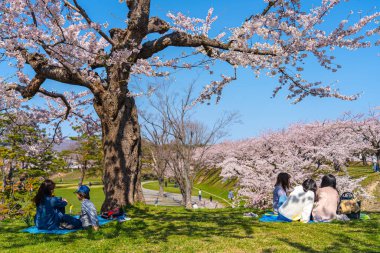 Goryokaku yıldız kalesi parkı ilkbaharda kiraz çiçekleri tam çiçek mevsimi açık mavi gökyüzü güneşli bir gün, ziyaretçiler Hakodate şehri Hokkaido, Japonya 'da güzel sakura çiçeklerinin tadını çıkarıyorlar - 29 Nisan 2019