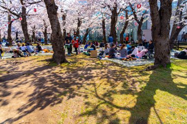 Goryokaku yıldız kalesi parkı ilkbaharda kiraz çiçekleri tam çiçek mevsimi açık mavi gökyüzü güneşli bir gün, ziyaretçiler Hakodate şehri Hokkaido, Japonya 'da güzel sakura çiçeklerinin tadını çıkarıyorlar - 29 Nisan 2019