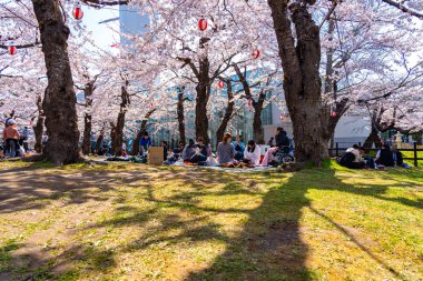 Goryokaku yıldız kalesi parkı ilkbaharda kiraz çiçekleri tam çiçek mevsimi açık mavi gökyüzü güneşli bir gün, ziyaretçiler Hakodate şehri Hokkaido, Japonya 'da güzel sakura çiçeklerinin tadını çıkarıyorlar - 29 Nisan 2019