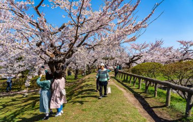 Goryokaku yıldız kalesi parkı ilkbaharda kiraz çiçekleri tam çiçek mevsimi açık mavi gökyüzü güneşli bir gün, ziyaretçiler Hakodate şehri Hokkaido, Japonya 'da güzel sakura çiçeklerinin tadını çıkarıyorlar - 29 Nisan 2019