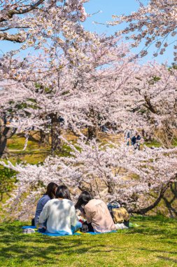 Goryokaku yıldız kalesi parkı ilkbaharda kiraz çiçekleri tam çiçek mevsimi açık mavi gökyüzü güneşli gün ziyaretçiler Hakodate, Hokkaido, Japonya 'daki güzel sakura çiçeklerinin tadını çıkarıyorlar.