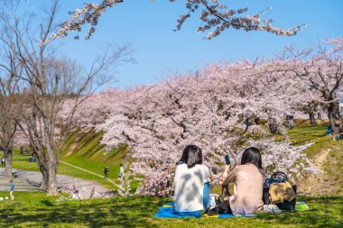 Goryokaku yıldız kalesi parkı ilkbaharda kiraz çiçekleri tam çiçek mevsimi açık mavi gökyüzü güneşli gün ziyaretçiler Hakodate, Hokkaido, Japonya 'daki güzel sakura çiçeklerinin tadını çıkarıyorlar.