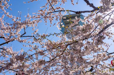 Goryokaku Park Kulesi ilkbaharda kiraz çiçekleri açar açık mavi gökyüzü ile güneşli bir mevsim, Hakodate City, Hokkaido, Japonya 'da güzel yıldız şekilli kale