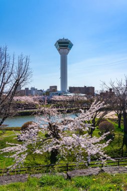 Goryokaku Park Kulesi ilkbaharda kiraz çiçekleri açar açık mavi gökyüzü ile güneşli bir mevsim, Hakodate City, Hokkaido, Japonya 'da güzel yıldız şekilli kale