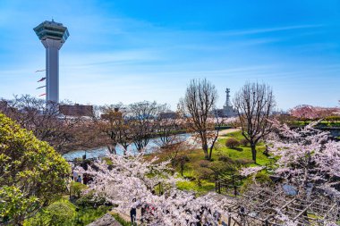 Goryokaku Park Kulesi ilkbaharda kiraz çiçekleri açar açık mavi gökyüzü ile güneşli bir mevsim, Hakodate City, Hokkaido, Japonya 'da güzel yıldız şekilli kale