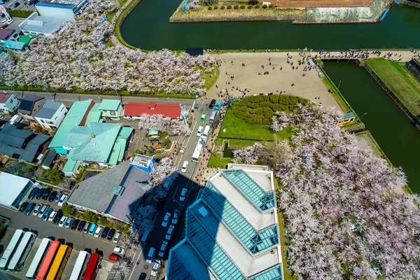 Парк Горёкаку в весенний сезон цветения вишни (апрель, май), вид с воздуха в солнечный день. Посетители могут насладиться красивыми цветущими цветами сакуры в городе Хакодате, Хоккайдо, Япония - 29 апреля 2019 — стоковое фото
