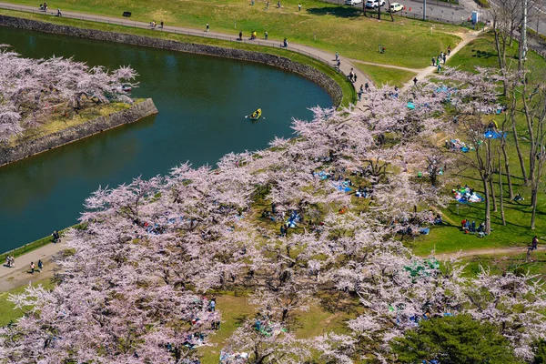 Парк Горёкаку в весенний сезон цветения вишни (апрель, май), форт в форме звезды в солнечный день. В японском городе Хоккайдо посетители наслаждаются прекрасным цветением сакуры — стоковое фото