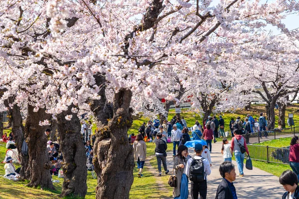 Goryokaku star fort park in springtime cherry blossom full bloom season with clear blue sky sunny day, visitors enjoy the beautiful sakura flowers in Hakodate city, Hokkaido, Japan - April 29 2019 — Stock Photo, Image