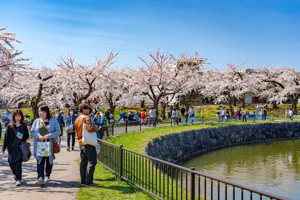 Goryokaku star fort park in springtime cherry blossom full bloom season with clear blue sky sunny day, visitors enjoy the beautiful sakura flowers in Hakodate city, Hokkaido, Japan - April 29 2019 — Stock Photo, Image