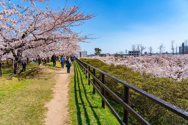 Goryokaku star fort park in springtime cherry blossom full bloom season with clear blue sky sunny day, visitors enjoy the beautiful sakura flowers in Hakodate city, Hokkaido, Japan - April 29 2019 — Stock Photo, Image