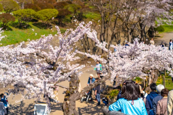 Goryokaku star fort park in springtime cherry blossom full bloom season with clear blue sky sunny day, visitors enjoy the beautiful sakura flowers in Hakodate city, Hokkaido, Japan — Stock Photo, Image