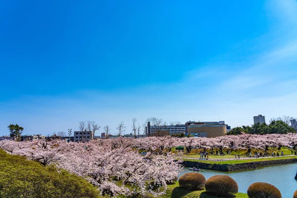 Goryokaku star fort park in springtime cherry blossom full bloom season with clear blue sky sunny day, os visitantes desfrutam das belas flores de sakura na cidade de Hakodate, Hokkaido, Japão — Fotografia de Stock