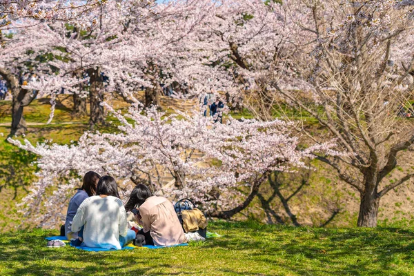 Goryokaku star fort park in springtime cherry blossom full bloom season with clear blue sky sunny day, visitors enjoy the beautiful sakura flowers in Hakodate city, Hokkaido, Japan — Stock Photo, Image