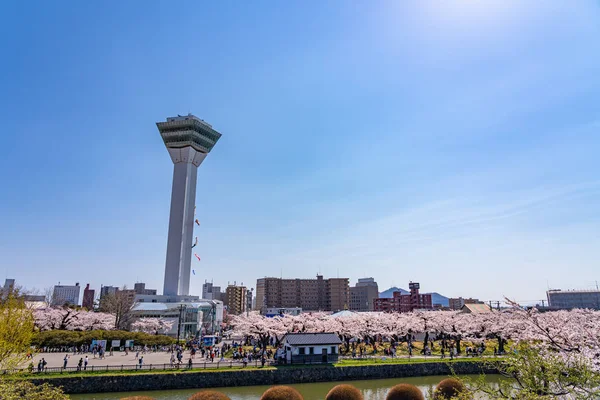 Hokkaido, Japan - 29 april 2019: Goryokaku Park Tower i vårens körsbärsblomma full blomningstid solig dag med klarblå himmel, den vackra stjärnformade fästningen i Hakodate City — Stockfoto