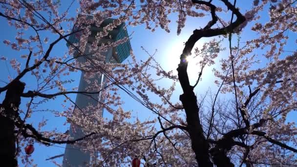 Goryokaku Star Fort Park Frühling Kirschblüte Volle Blütezeit Mit Klarem — Stockvideo