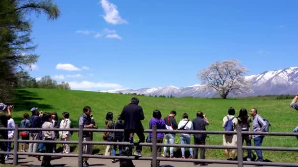 小岩井農場孤独な桜と雪の山のキャップ 春の岩手は晴天の晴れた日 1つの孤独なピンクの木の緑の農村草原に立っている 岩手県雫石2019年5月3日 — ストック動画