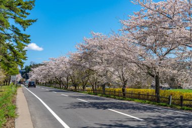 Bahar mevsiminde güneşli bir günde (Nisan, Mayıs) Koiwai Çiftliği. Shizukuishi, Iwate Bölgesi, Japonya 'da güzel çiçekli kırsal yol manzarası - 3 Mayıs 2019