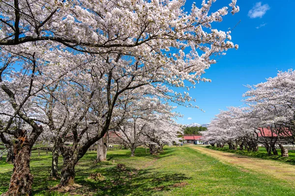 Vaca pastando em campo verde com flores de sakura de flor cheia de beleza em Koiwai Farm durante a estação de floração de cereja da primavera (abril de maio) na manhã de dia ensolarada. Cidade Shizukuishi, Prefeitura de Iwate, Japão — Fotografia de Stock