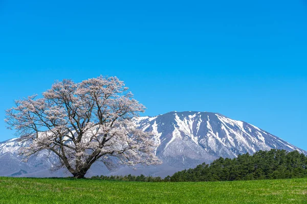 Lonesome Cherry Blossom in springtime sunny day morning and clear blue sky. One lonely pink tree standing on green grassland with snow capped mountains range in background, beauty rural natural scene — Stock Photo, Image