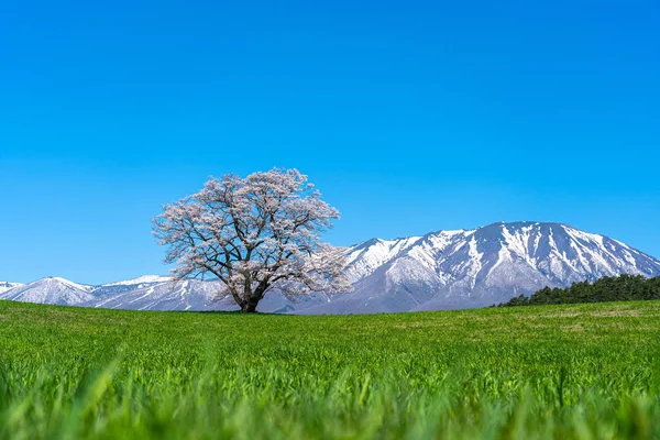 Lonesome Cherry Blossom in springtime sunny day morning and clear blue sky. One lonely pink tree standing on green grassland with snow capped mountains range in background, beauty rural natural scene — Stock Photo, Image