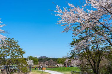 İlkbahar kiraz çiçeği mevsiminde Koiwai Çiftliği (Nisan, Mayıs) güneşli bir günde. Ziyaretçiler Shizukuishi, Iwate Bölgesi, Japonya 'da çiçeklerin açtığı güzelliğin tadını çıkarıyorlar - 03 Mayıs 2019