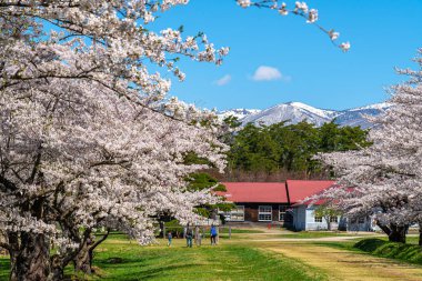İlkbahar kiraz çiçeği mevsiminde Koiwai Çiftliği (Nisan, Mayıs) güneşli bir günde. Ziyaretçiler Shizukuishi, Iwate Bölgesi, Japonya 'da çiçeklerin açtığı güzelliğin tadını çıkarıyorlar - 03 Mayıs 2019