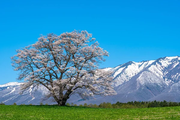 Solitaria flor de cerezo en primavera día soleado mañana y cielo azul claro. Un solitario árbol rosa de pie en verdes praderas con montañas cubiertas de nieve en el fondo, belleza rural escena natural — Foto de Stock