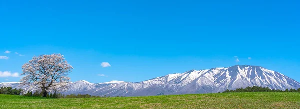 Eenzame Kersenbloesem in de lente zonnige ochtend en heldere blauwe lucht. Een eenzame roze boom staat op groen grasland met besneeuwde bergen bereik in de achtergrond, schoonheid landelijke natuur — Stockfoto