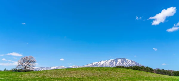 Einsame Kirschblüte im frühlingshaften sonnigen Morgen und strahlend blauem Himmel. ein einsamer rosa Baum steht auf grünem Grasland mit schneebedeckten Bergen im Hintergrund, Schönheit ländlicher Natur — Stockfoto