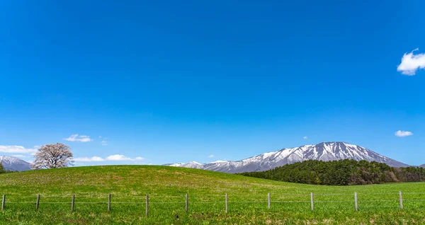 Einsame Kirschblüte im frühlingshaften sonnigen Morgen und strahlend blauem Himmel. ein einsamer rosa Baum steht auf grünem Grasland mit schneebedeckten Bergen im Hintergrund, Schönheit ländlicher Natur — Stockfoto