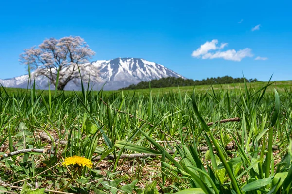 Solitaria flor de cerezo en primavera día soleado mañana y cielo azul claro. Un solitario árbol rosa de pie en verdes praderas con montañas cubiertas de nieve en el fondo, belleza rural escena natural — Foto de Stock