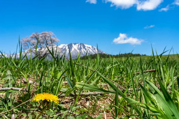 Einsame Kirschblüte im frühlingshaften sonnigen Morgen und strahlend blauem Himmel. ein einsamer rosa Baum steht auf grünem Grasland mit schneebedeckten Bergen im Hintergrund, Schönheit ländlicher Natur — Stockfoto